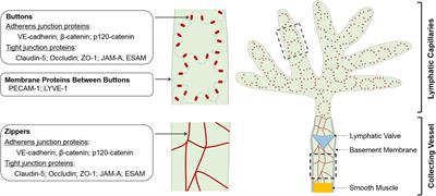 Lymphatic Endothelial Cell Junctions: Molecular Regulation in Physiology and Diseases